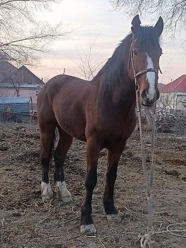 кона: Продаю | Жеребец | Рабочий — 6