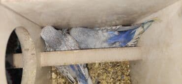 клетка для волнистого попугая: Молодежь волнистых папугаев оптом и в розницу)насчёт доставки — 15