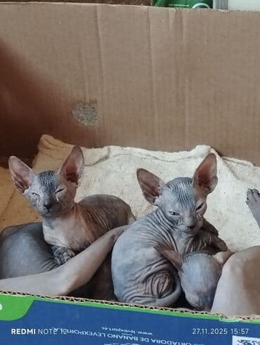 купить британского короткошерстного котенка: Котята канадского сфинкса - Порода: канадский сфинкс (лысые кошки с — 2