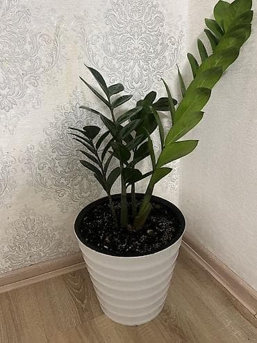 реалии: Замиокулькас (долларовое дерево) в декоративном кашпо - Комнатное — 1