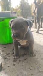 отдам даром щенка ротвейлера: Продаются щенки кубинского питбуль терьера, две девочки 05.09.25г.р. — 3