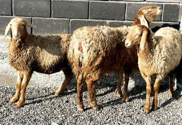 наполнители для кошек: Продаю | Овца (самка), Баран (самец) | Гиссарская, Арашан | Для разведения | Матка, Ярка — 6