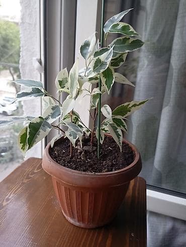 фикус пумила: Фикус Бенджамина вариегатный (Ficus benjamina, пестролистная форма) в — 2