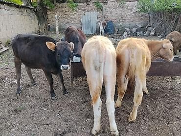 кой сойом: Продаю | Музоо, торпок | Полукровка | На откорм — 3