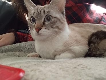 Животные: Кошка даром: Тайская, 1 год, Девочка, Кастрирована — 2