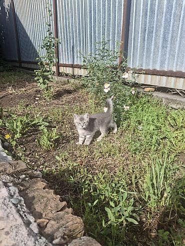 чёрные котята: 2 месяца, Девочка, Приучена к лотку — 2