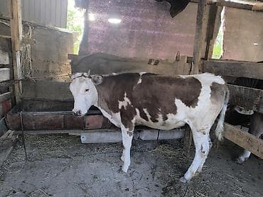 бык: Продаю | Тёлка | Алатауская | Для разведения | Не стельные — 4