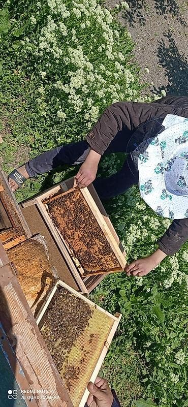 Пчелопакеты/пчелосемьи на рамках небольшой торг - Пчёлы активные