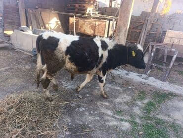 щенки стаффордширского терьера: Продаю | Бык (самец) — 2