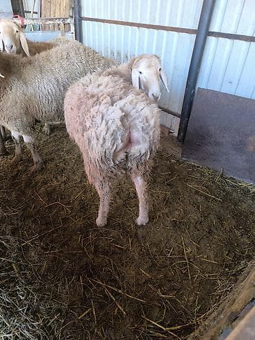 бараны в бишкеке: Продаю | Баран (самец) | Арашан | Для разведения | Осеменитель — 2