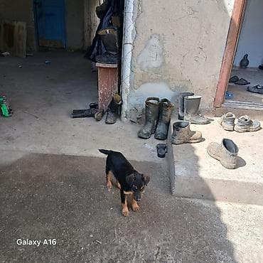 купить собаку спаниель: Щенок, дворняга среднего размера. Окрас: черный с подпалом (рыжие — 2