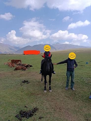 чистокровный лошадь: Продаю | Жеребец | Для разведения | Осеменитель — 8