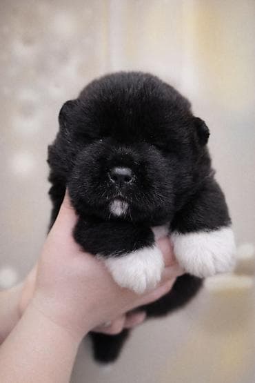 японская собака акита ину: Щенок американской акиты открыта к резерву, девочка 27.01.26 в новый — 1