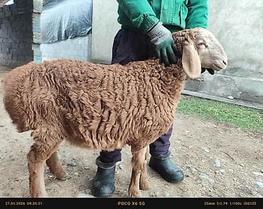 прес беде: Продаю | Ягненок | Арашан | Для разведения | Племенные, Осеменитель — 1