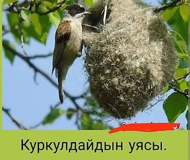 жалюзи в бишкеке цена: Декор для дома и сада — 1