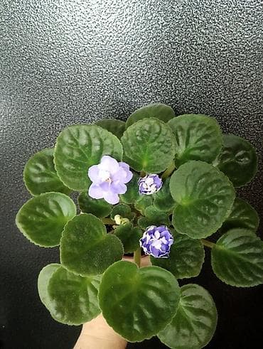 продаю яицо: Продаю взрослые фиалки 🌺🌺🌺.Цена 300-350-400.Нахожусь в районе Тоголок — 10