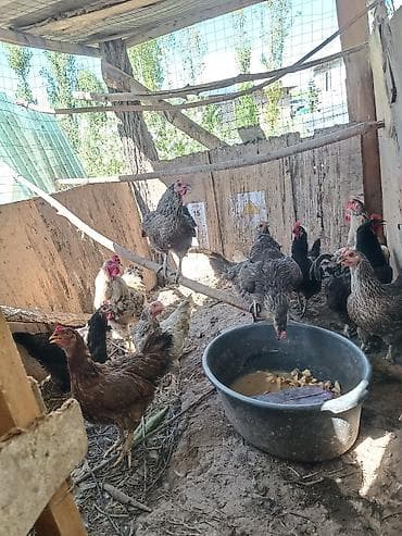 голуби птицы животный: Продаю | Куры, Петух | Домашняя | Для разведения — 2