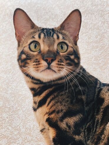 очень нужны: Друзья .Питомник бен гла мур с любовью предлагает вам котят — 5