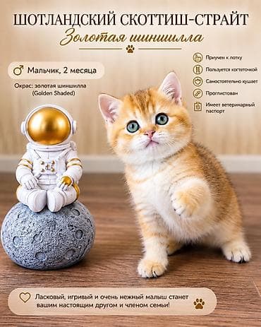 Скотиш Страйт (Шотландская прямоухая), 2 месяца, Мальчик, Золотая шиншилла, Приучена к лотку, Проглистована — 1