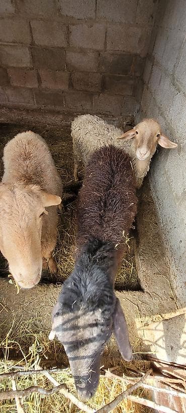 стрижка для овец: Продаю | Ягненок | Для разведения — 1