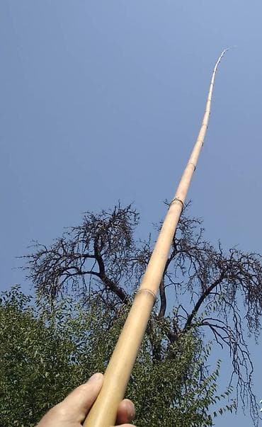 Бамбук для сада и удочек. Саженцы. Идеален для изготовления удочек