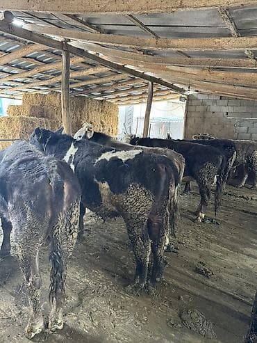 бетховен собака: Продаю | Бык (самец) | Полукровка | На откорм | Нетель — 2