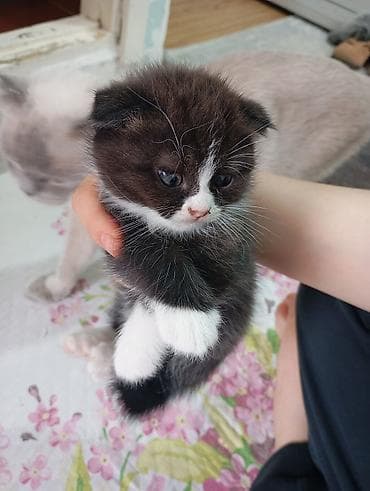 scottish fold: 2 месяца, Мальчик, Серый, Приучена к лотку — 4