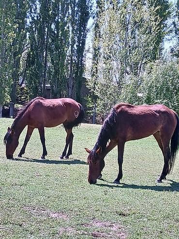 кой обмен: Продаю | Кобыла (самка) | Для разведения | Племенные, Осеменитель, Мерин — 6