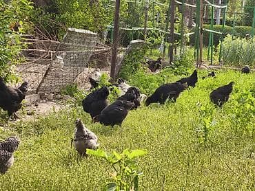 охотничий ит: Продаю | Цыплята | Домашняя | Для разведения — 5