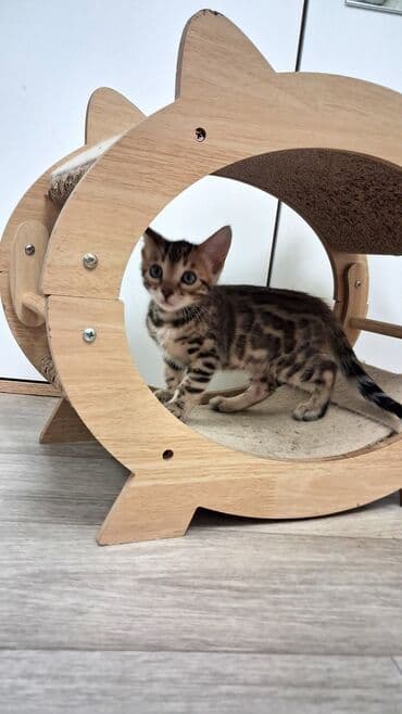 собака булдок: Бенгал, 2 айлык, Ургаачы, Лотокко барууга үйрөтүлгөн, Курттардан тазаланган, Документтери менен — 4