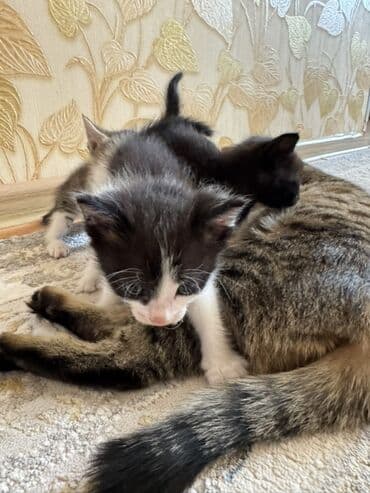 продам домик для кошки: Отдам в хорошие руки котят❗️ — 4