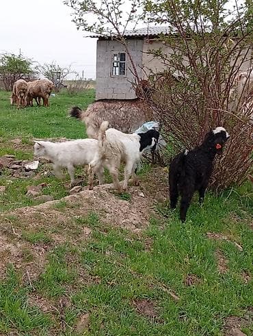 козы козлы: Продаю | Коза (самка) | Для молока — 6