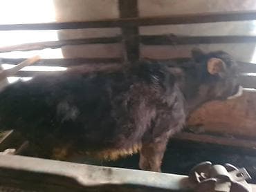 музо уй: Продаю | Музоо, торпок | Полукровка | На откорм — 6