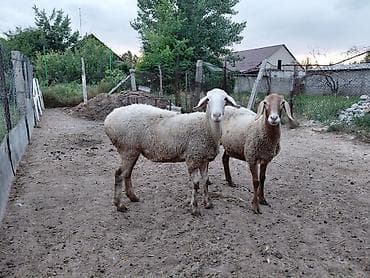 рыбы купить в аквариум: Продаю | Овца (самка) | Для разведения — 4