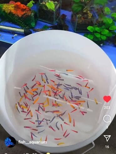 рыба аквариума: Тернеции аквариумные рыбки — 2