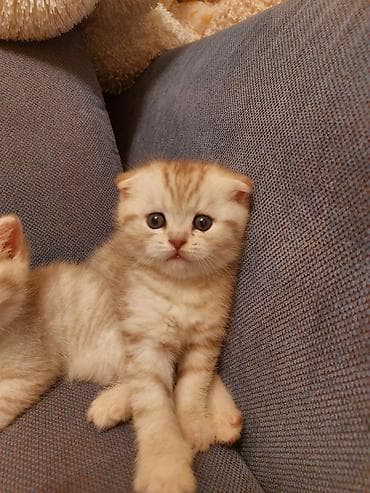 отдам бесплатно вислоухих котят: Скотиш Фолд (Шотландская вислоухая), 1 месяц, Девочка, Рыжий — 1