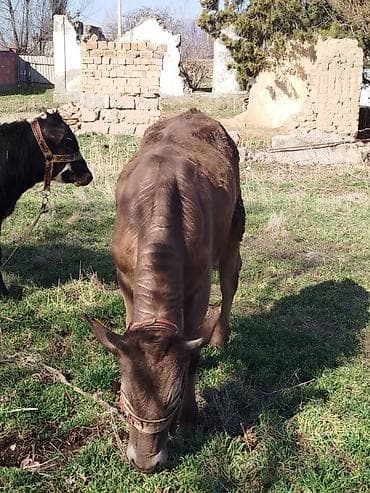 жеребец кроет кобыл: Продаю | Тёлка | Полукровка | На откорм | Привязанные — 8