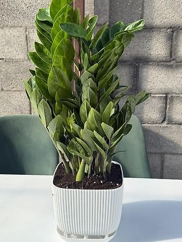 цветок зензи: Замиокулькас (ZZ-plant) в горшке - Кустовой замиокулькас с плотными — 2