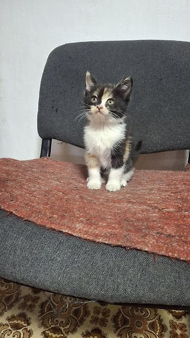 Продажа кошек: Отдаём котят в добрые руки. 1 кот,2 кошки. Мама вислоухая шатланка - — 4