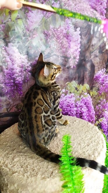 новорожденные котята: Бенгальские Детки .проф питомник Бен Гла Мур. предлагает Девочек и — 10