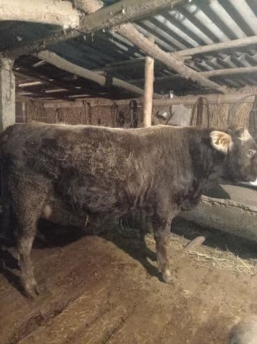 каровы: Продаю | Бык (самец) | Швицкая | На откорм — 7