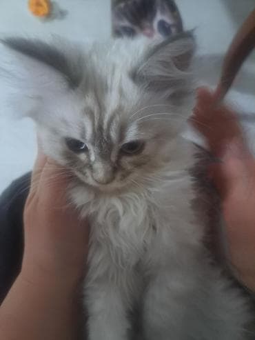 белый шотландский котенок: 4 месяца, Мальчик, Приучена к лотку — 10