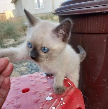 сиамский котёнок: Котята - Описание: игривые малыши с ярко-голубыми глазами и короткой — 2