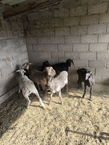 продаю связи с переездом: Сатам | Козу | Союуга — 3