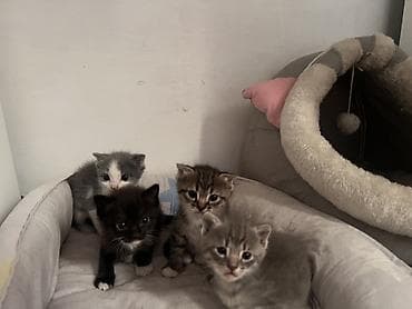 маленькие котики купить: Скотиш Фолд (Шотландская вислоухая), 2 месяца, Девочка, Серый — 1