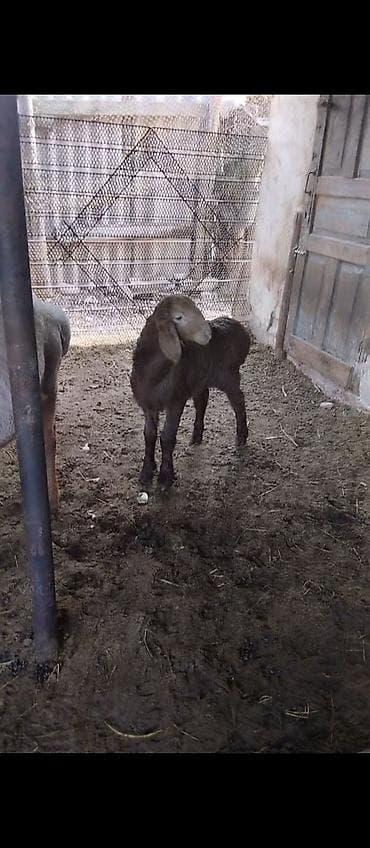 гулаби козы цена: Продаю | Овца (самка), Ягненок — 3