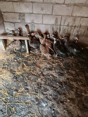 Грызуны: Мускусные утки (индоуточки), молодняк. - Окрасы: шоколадный — 4