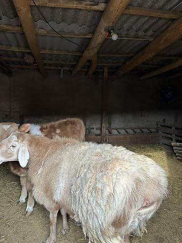 Продаю | Баран (самец) | Для разведения