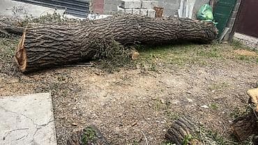 купить кору бишкек: Деревья снова Для мебели очень хорошо подходит Цена договорная - — 1