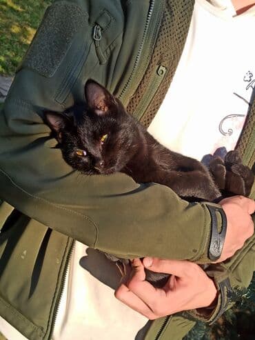 хомяк домашний купить: Котята домашние, разного окраса: - Трёхцветная кошечка с вислоухими — 4